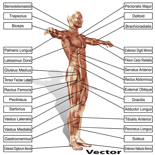 anatomia do homem com texto músculos
 - Vetor, Imagem