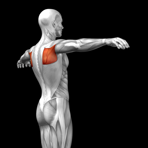Espalda anatomía humana
 - Foto, Imagen