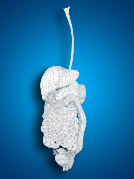 Koncepció, vagy fogalmi anatómiai emberi nő 3d drótváz háló emésztő rendszer kék alapon - Fotó, kép