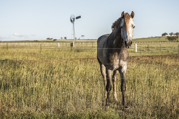 Koń na wsi - Zdjęcie, obraz