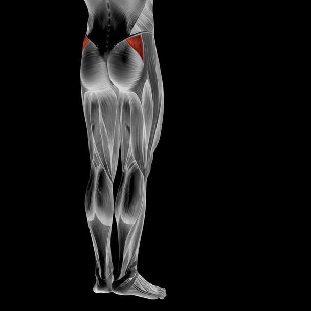 anatomia człowieka nogi - Zdjęcie, obraz