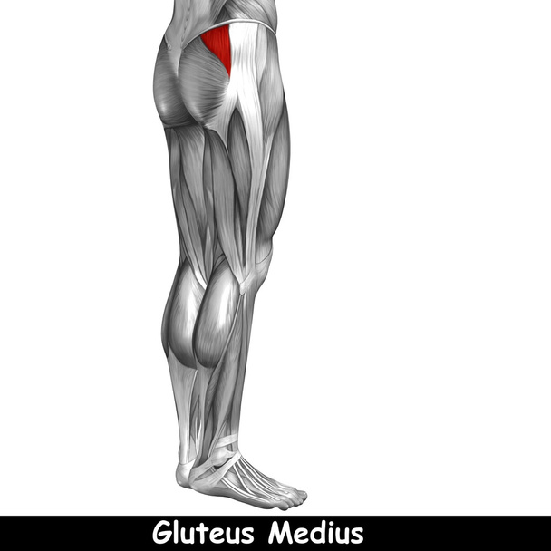 Concepto o conceptual 3D anatomía de la parte superior de la pierna humana o anatómica y muscular aislado sobre fondo blanco
 - Foto, Imagen