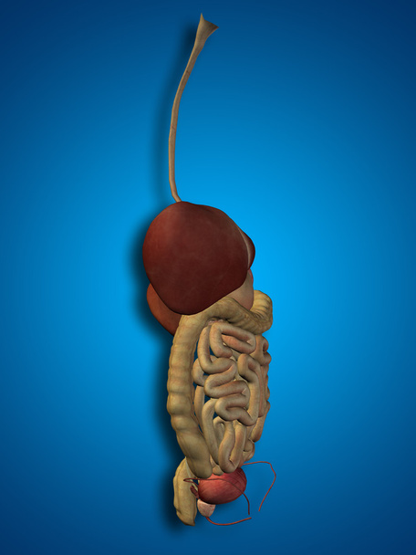 sistema digestivo humano - Foto, Imagem