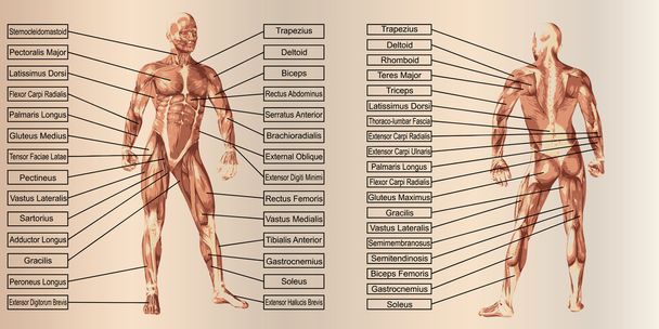 Anatomie und Text des Menschen - Foto, Bild