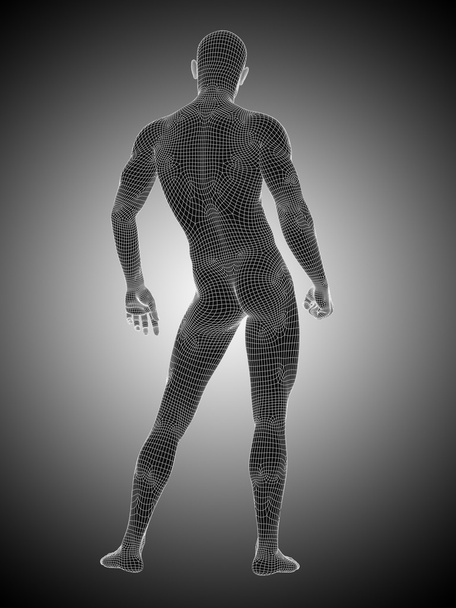 wireframe anatomia masculina ou masculina
 - Foto, Imagem
