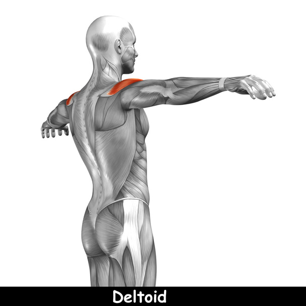 Conceito ou conceitual 3D volta anatomia humana ou anatômico e muscular isolado em fundo branco
 - Foto, Imagem