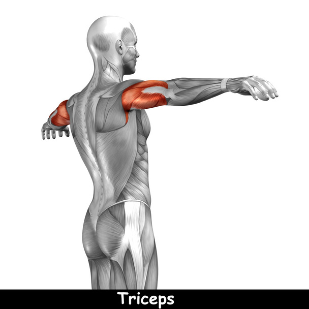 概念または概念 3 d 上腕三頭筋人体解剖学または解剖学的、白い背景で隔離の筋肉 - 写真・画像
