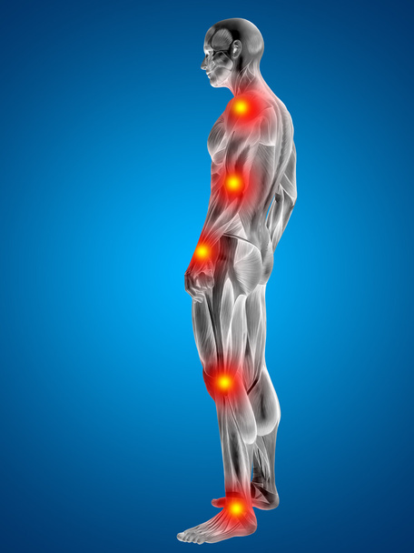 3D-mens of man met spieren voor anatomie of gezondheid ontwerpen met articulaire of bones pijn. Een man op blauwe achtergrond - Foto, afbeelding