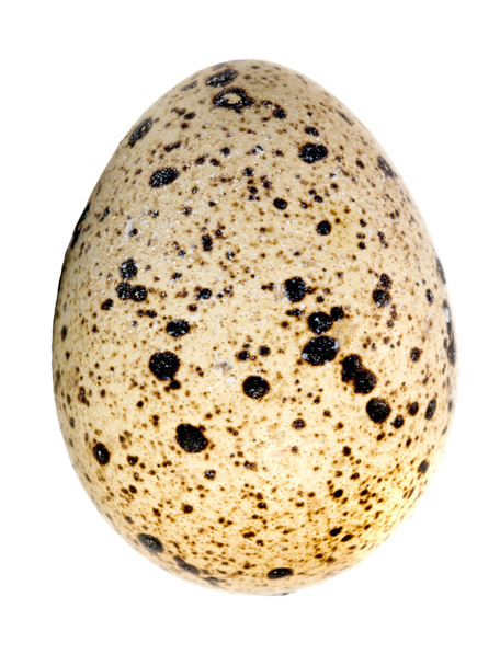 Одно перепелиное яйцо изолировано
 - Фото, изображение