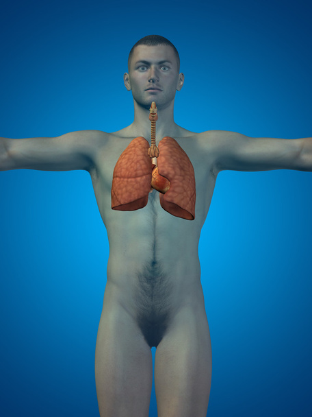 Conceito ou conceitual anatômico humano ou homem sistema respiratório 3D em fundo azul
 - Foto, Imagem