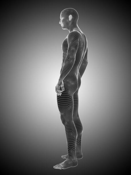wireframe man of man anatomie - Foto, afbeelding