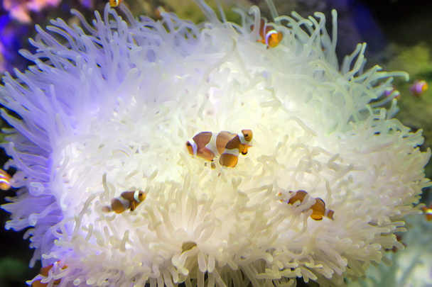 Clownfish fishes in coral swimming - Photo, Image