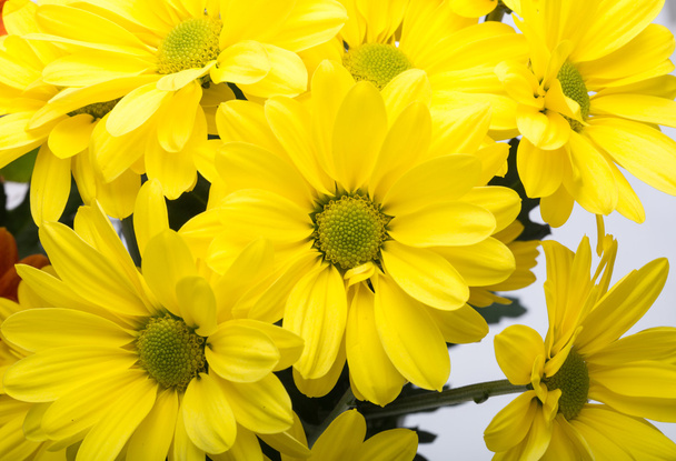 Zblízka žlutá chryzantéma květy - Fotografie, Obrázek