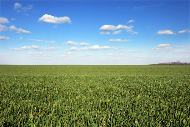 Mavi gökyüzü olan buğday tarlası - Fotoğraf, Görsel
