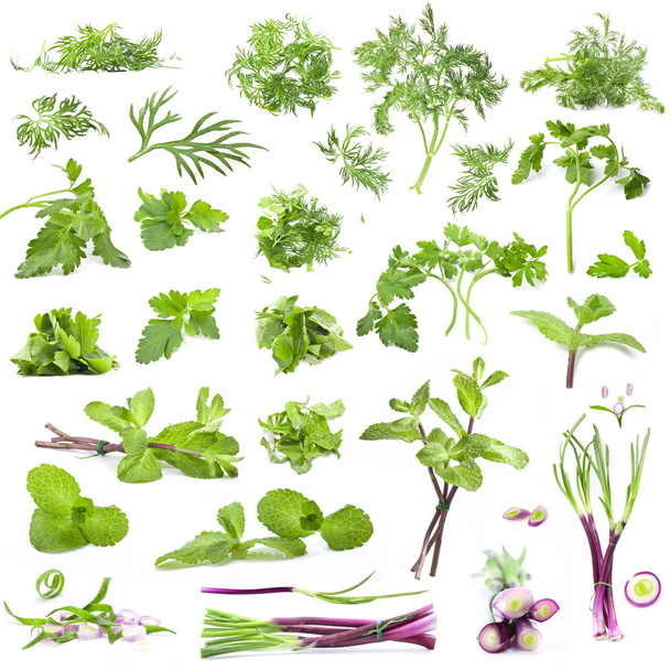 Big collection of fresh herbs - Photo, Image