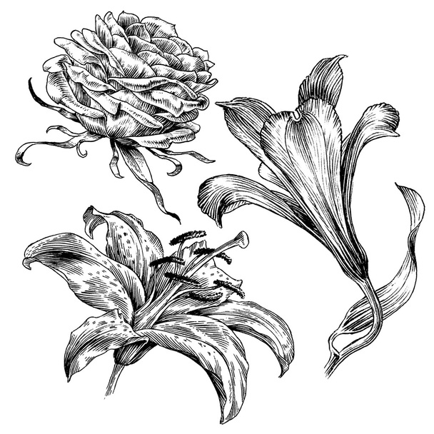 Série de dessins à l'encre / Série d'illustrations d'art en ligne de fleurs vintage / Vecteur
 - Vecteur, image