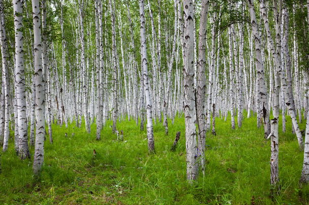 The birch of a forest. - Photo, Image