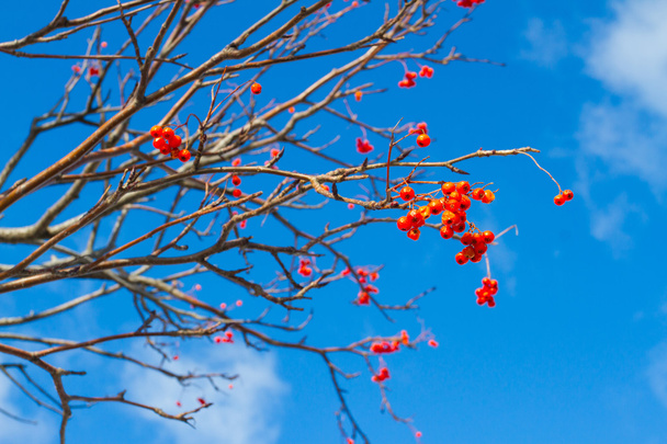 Kypsä orapihlaja sinisellä taivaalla
 - Valokuva, kuva