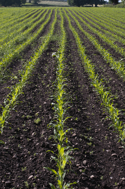 Corn seedlings growing in rural field in early spring - Photo, Image