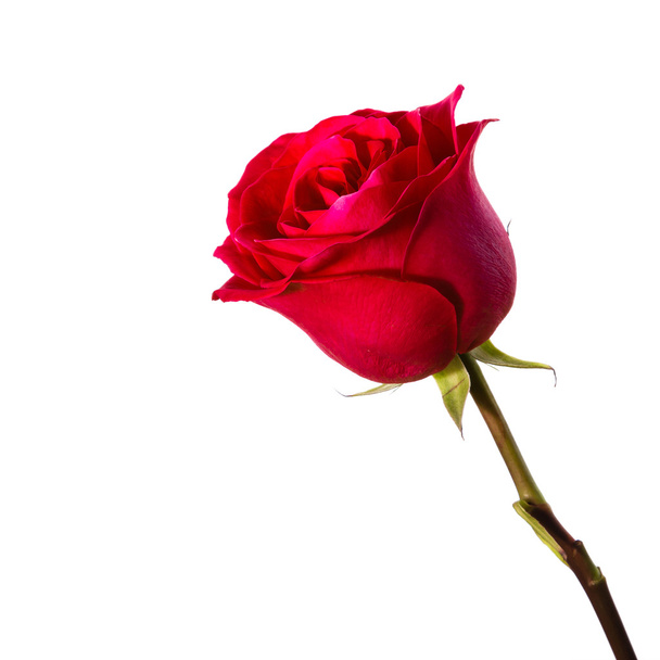 червона троянда на білому тлі
 - Фото, зображення