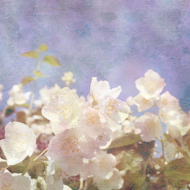 Background with flowers of jasmine - Photo, Image