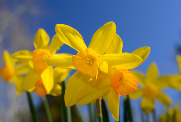 Daffodilos
 - Foto, Imagem