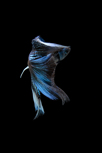 голубая сиамская боевая рыба, бетта рыба изолированная на черном
 - Фото, изображение