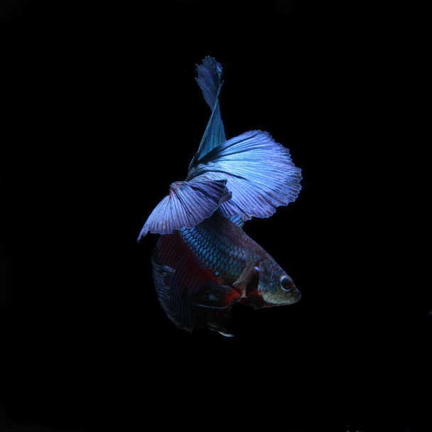 μπλε siamese μάχη ψάρι, ψάρια betta απομονώνονται σε μαύρο - Φωτογραφία, εικόνα