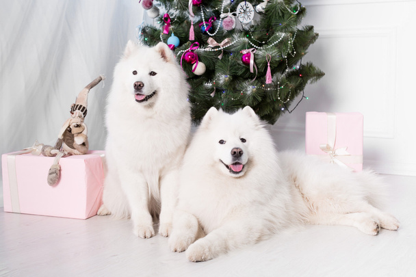 Samoyed dog near christmas decoration. White fluffy dog. - Photo, image