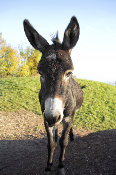curious donkey grazing - Photo, Image