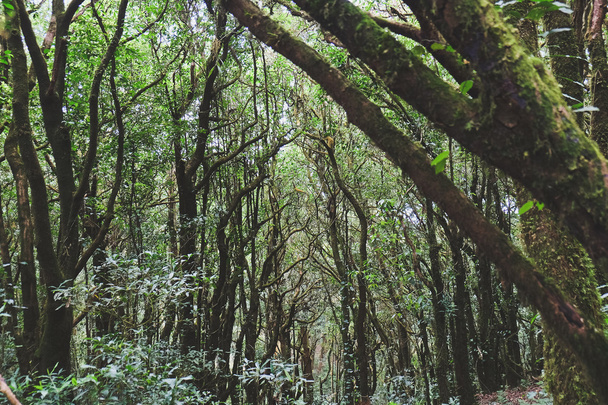 Tropical forest in thailand - Fotoğraf, Görsel