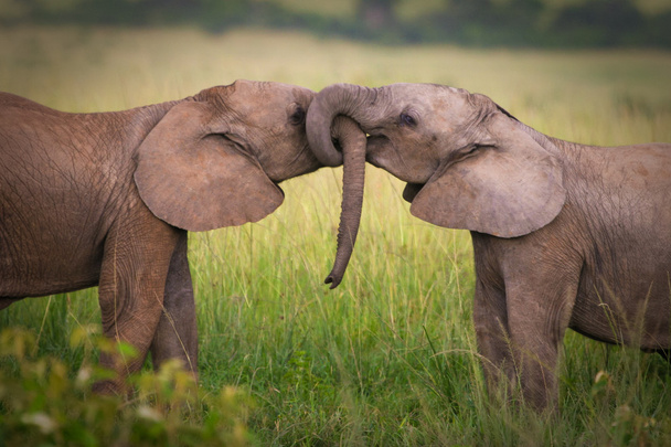 Eléphants amoureux, Masai Mara, Kenya
 - Photo, image