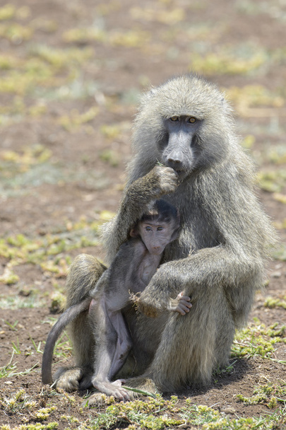 Olive Baboon mother with young - Photo, Image
