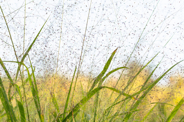 Трава и семена осенью
 - Фото, изображение