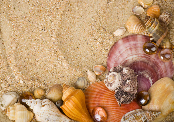 Beautiful exotic shell on a sand background - Photo, Image