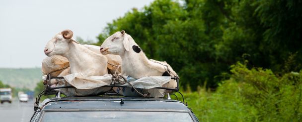 Dwa białe kozy na jazdy samochodem w Afryce - Zdjęcie, obraz