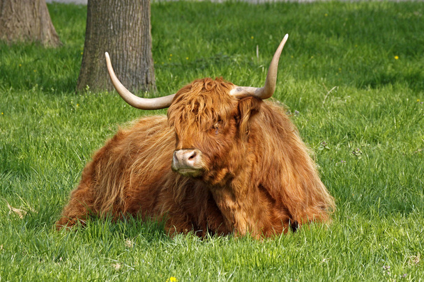 Highland vee, kyloe - runderen met lange horens - Foto, afbeelding