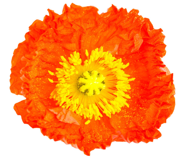 Flor de papoula laranja perto
 - Foto, Imagem