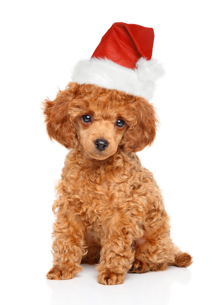 Poodle κουτάβι στην το καπέλο Santa - Φωτογραφία, εικόνα