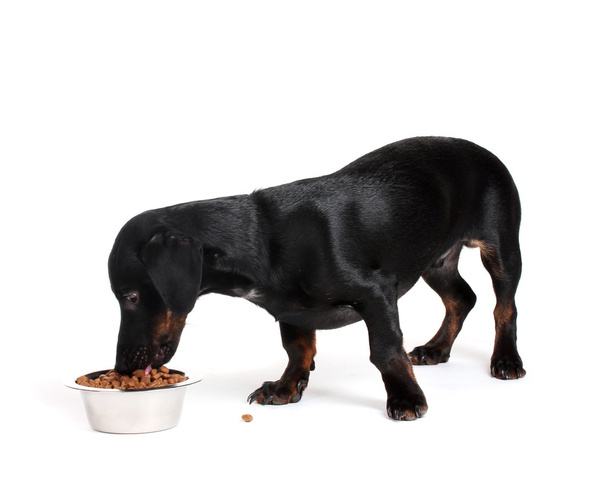fekete kis tacskó kutya és elszigetelt fehér élelmiszer - Fotó, kép