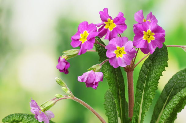 Beautiful purple primrose on green background - Foto, imagen