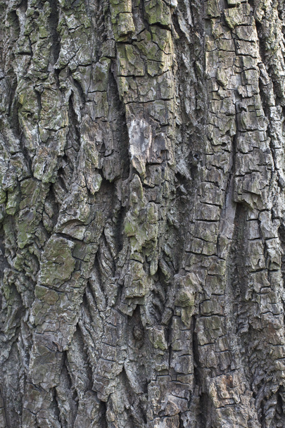 The texture background of the bark outdoor. - Photo, Image