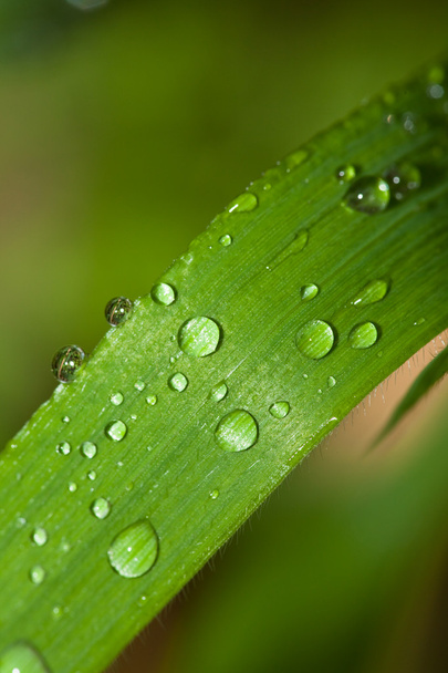 Leaf with dew - Foto, Bild