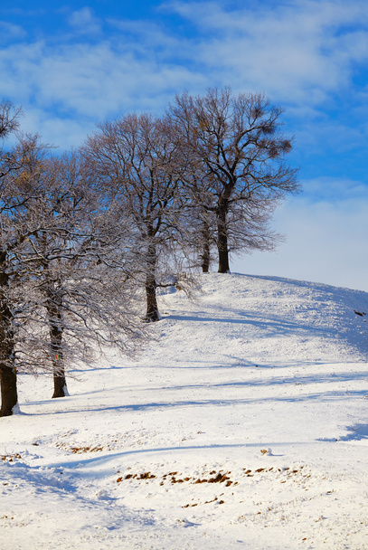Oaks in winter - Zdjęcie, obraz