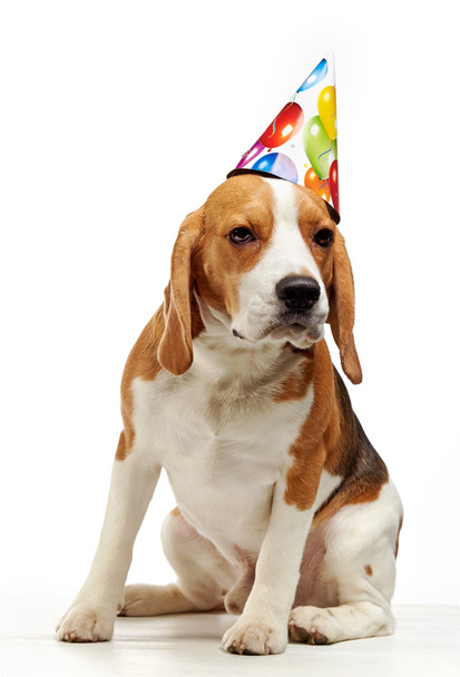 portrait of young beagle dog - Фото, зображення
