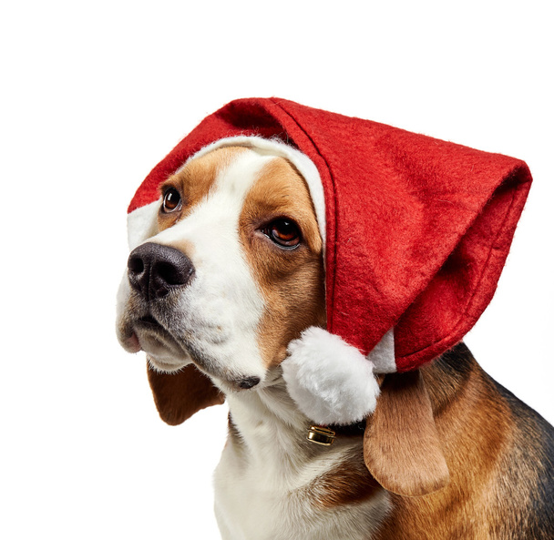 portrait of young beagle dog - Foto, Bild