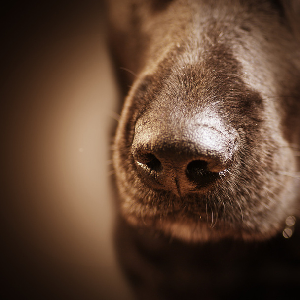 Dog nose over dark - 写真・画像