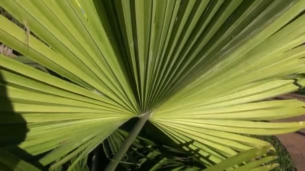 feuille de palmier - Séquence, vidéo
