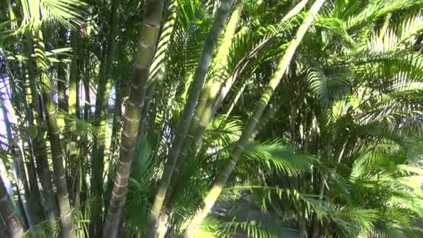 Dos mechones de palmeras Dypsis lutescens creciendo en el parque
 - Metraje, vídeo