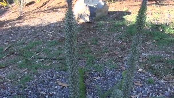Didierea trollii plant groeit in de tuin - Video